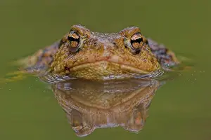 Bufo Bufo Prints: Gewone pad, Common Toad, Bufo bufo