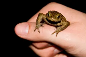 Bufo Bufo Prints: Gewone Pad, Common Toad, Bufo bufo