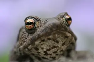 Bufo Bufo Prints: Gewone Pad, Common Toad, Bufo bufo