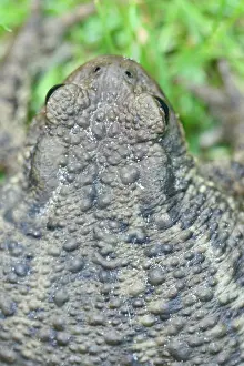 Images Dated 18th July 2007: Close-up Print of a Common Toad, Bufo bufo