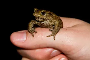 Common Toad Prints: Gewone Pad, Common Toad, Bufo bufo