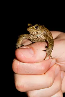 Common Toad Prints: Gewone Pad, Common Toad, Bufo bufo