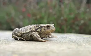 Bufo Bufo Prints: Gewone pad; Common toad; Bufo bufo