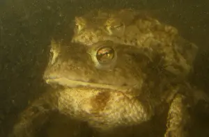 Common Toad Prints: Gewone pad, Common Toad, Bufo bufo