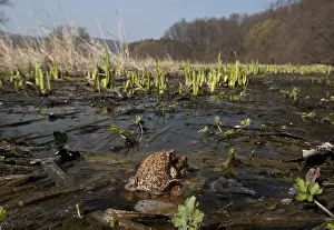 Bufo Bufo Prints: Gewone pad, Common Toad, Bufo bufo