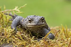 Common Toad Prints: Gewone pad, Common Toad, Bufo bufo