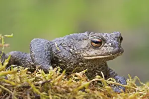 Common Toad Prints: Gewone pad, Common Toad, Bufo bufo