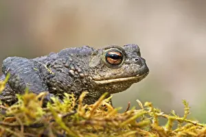 Common Toad Prints: Gewone pad, Common Toad, Bufo bufo