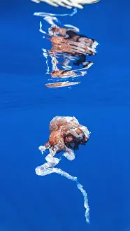 European Coastal Wildlife Prints: Giant Squid sp