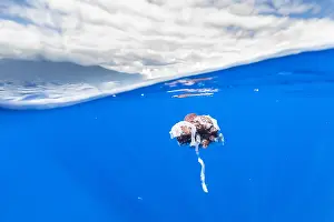 Giant Squid Print: Sperm Whale Attacked Specimen off Pico, Azores