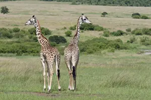 Wildlife Mammal Photos Prints: Giraffe, Giraffa