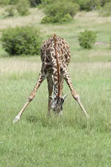 Framed Print : Giraffe Print: Foraging Giraffe in Grass