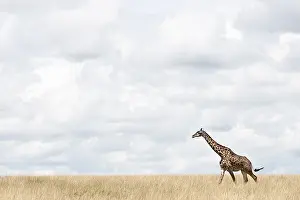 African Wild Animal Pictures Prints: Giraffe, Giraffa