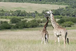 Wildlife Mammal Images Prints: Giraffe, Giraffa