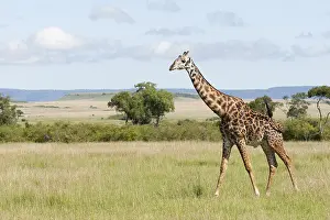 African Giraffe Species Prints: Giraffe, Giraffa
