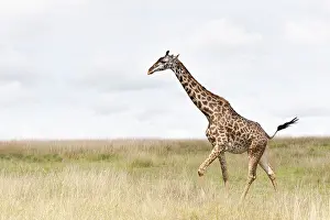African Wild Animal Photography Prints: Giraffe, Giraffa