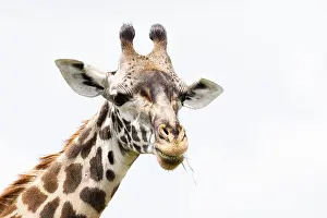 African Mammal Pictures Prints: Giraffe, Giraffa