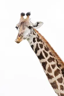 Mammal Wildlife Photography Prints: Giraffe, Giraffa