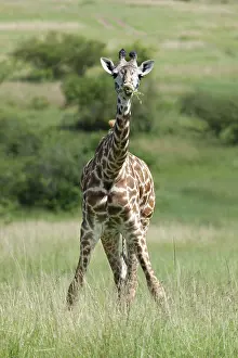 African Fauna Photography Prints: Giraffe, Giraffa