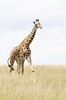African Giraffe Species Prints: Giraffe, Giraffa