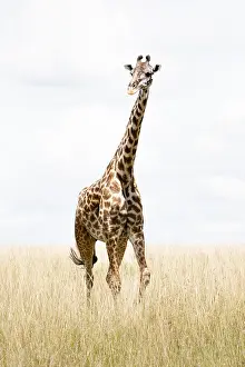 Wildlife Mammal Images Prints: Giraffe, Giraffa