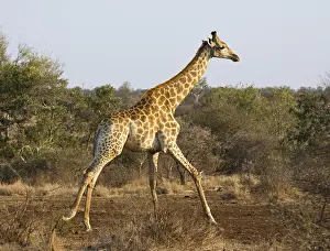 African Safari Animals Prints: Giraffe, Giraffa camelopardalis
