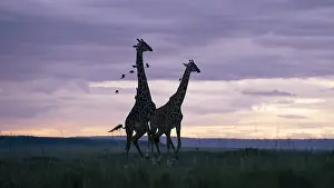 Giraffa Camelopardalis Images Prints: Giraffe, Giraffa camelopardalis