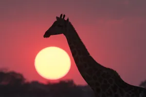 Giraffa Camelopardalis Images Prints: A giraffe, Giraffa camelopardalis