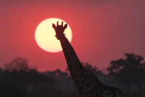 Giraffa Camelopardalis Images Prints: A giraffe, Giraffa camelopardalis