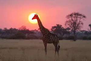 African Safari Animals Prints: A giraffe, Giraffa camelopardalis