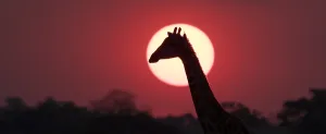 African Giraffe Prints: A giraffe, Giraffa camelopardalis