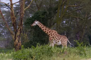 Kenya Safari Animals Prints: A Giraffe, Giraffa camelopardalis