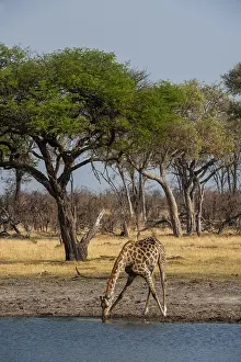 African Mammals Photography Prints: A giraffe, Giraffa camelopardalis