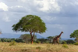 Giraffa Camelopardalis Images Prints: A giraffe, Giraffa camelopardalis