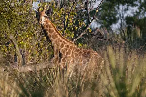 Okavango Delta Photography Prints: A giraffe, Giraffe camelopardalis