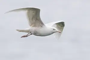 Flying Birds Europe Prints: Glaucous Gull