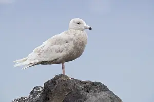 Glaucous Gull Prints: Glaucous Gull