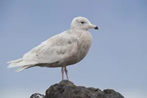 Juvenile Birds Prints: Glaucous Gull