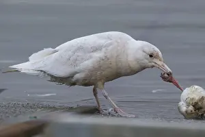 Glaucous Gull Prints: Glaucous Gull