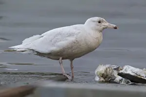 Laridae Family Birds Prints: Glaucous Gull