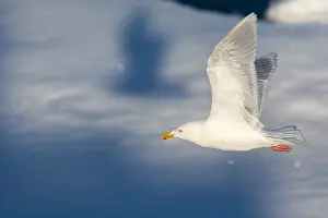 Glaucous Gull Print: Arctic Norway Drift Ice Scene