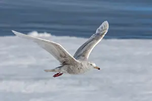 Glaucous Gull Print: Immature Larus hyperboreus in Arctic Norway