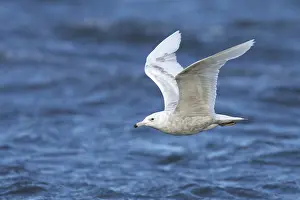 Alaska Nature Images Prints: Glaucous Gull, Larus hyperboreus
