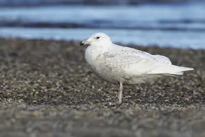 Coastal Wildlife Images Prints: Glaucous Gull, Larus hyperboreus