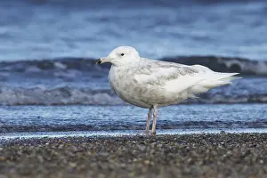Summer Nature Photography Prints: Glaucous Gull, Larus hyperboreus