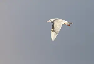 North America Nature Images Prints: Glaucous Gull, Larus hyperboreus