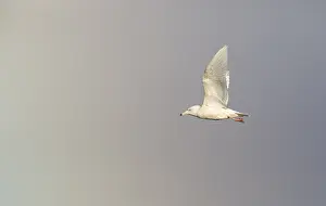 Nature Photography Alaska Prints: Glaucous Gull, Larus hyperboreus