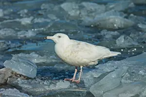 Arctic Seabirds Prints: Glaucous Gull, Larus hyperboreus