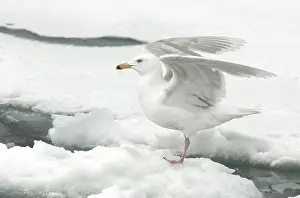 Ocean Wildlife Photos Prints: Glaucous Gull, Larus hyperboreus