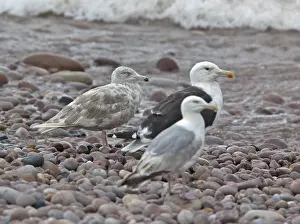 Wildlife Nature Photography UK Prints: Glaucous Gull, Larus hyperboreus hyperboreus